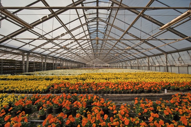 pepiniere-FAYENCE-min_greenhouse-4948726
